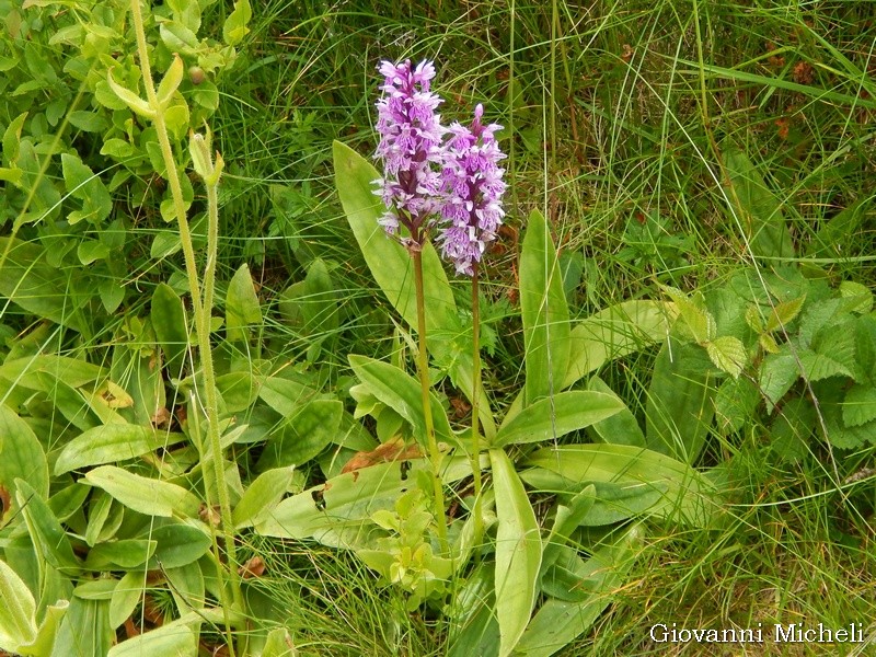 Dactylorhiza fuchsii